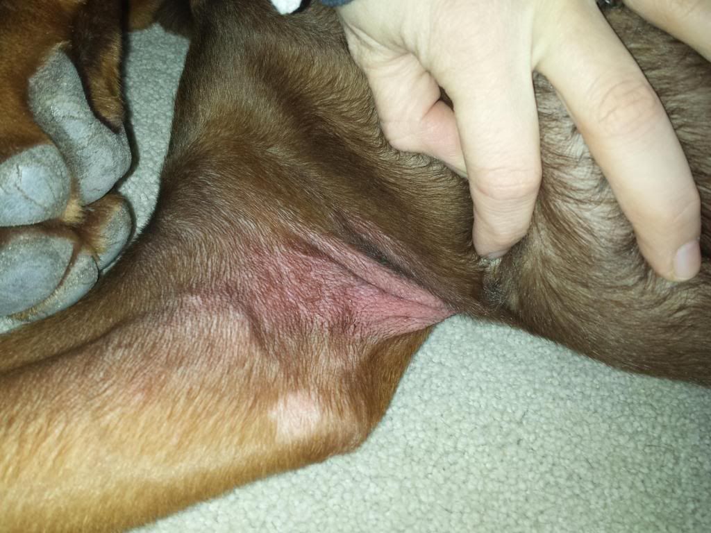 dog armpit rash dog armpit rash
